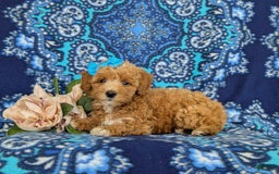 Bichpoo dogs for sale: Jillian - Image 1