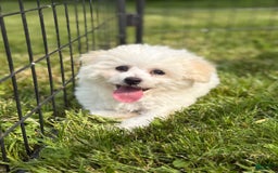 Bichon Frise dogs for sale: Buddy - Image 17