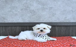 Maltese dogs for sale: Theo - Image 12