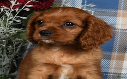 Cavalier King Charles Spaniel dogs for sale: Abby - Image 6