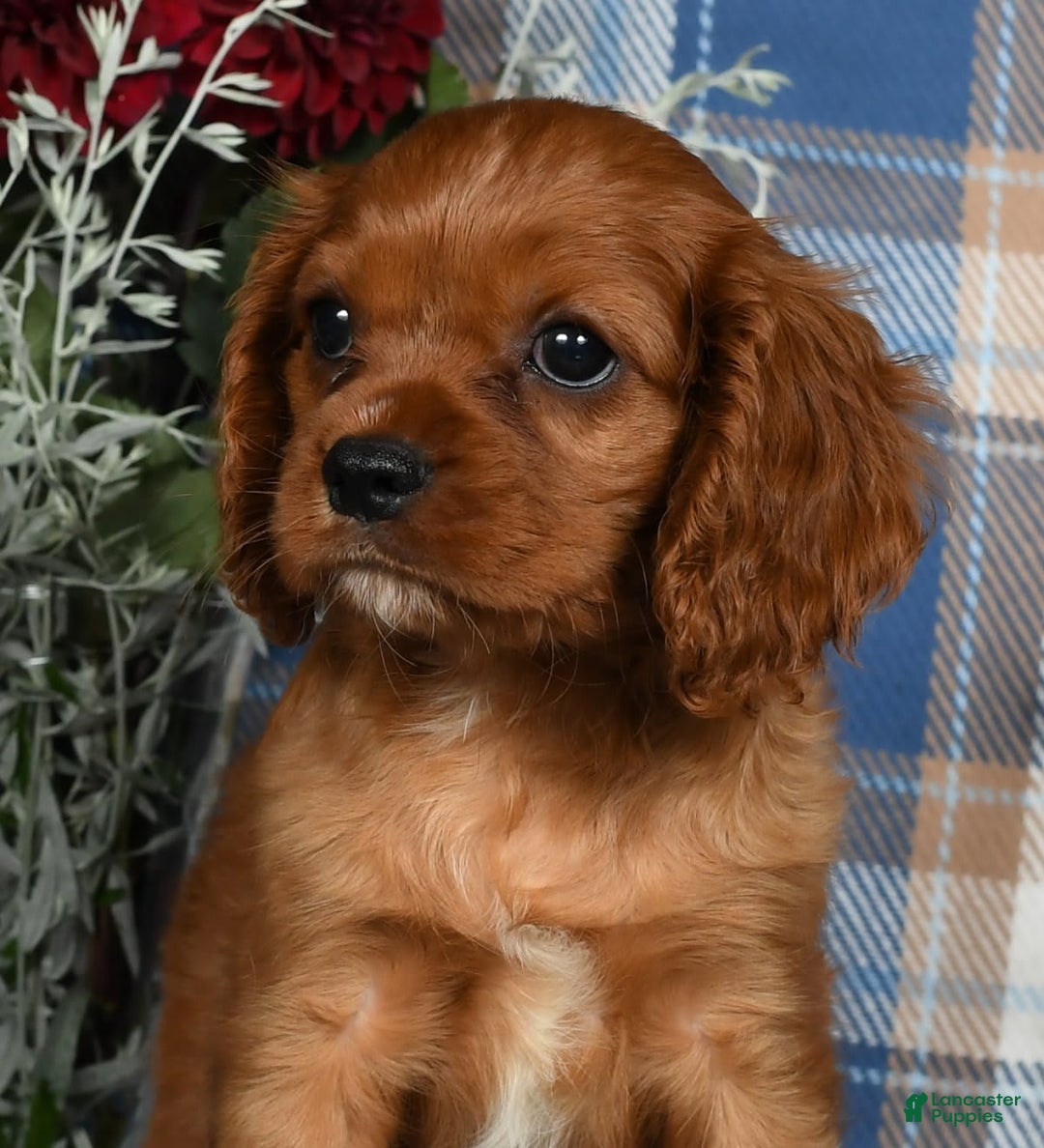 Cavalier King Charles Spaniel dogs for sale: Abby - Image 6