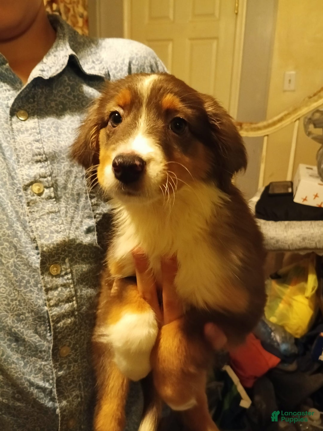 Miniature Australian Shepherd dogs for sale: Lyla - Image 1
