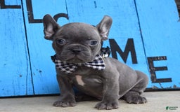 French Bulldog dogs for sale: Flint - Image 2