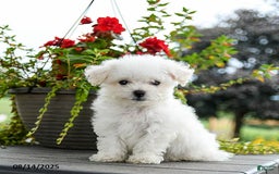 Bichon Frise dogs for sale: Pepper - Image 3