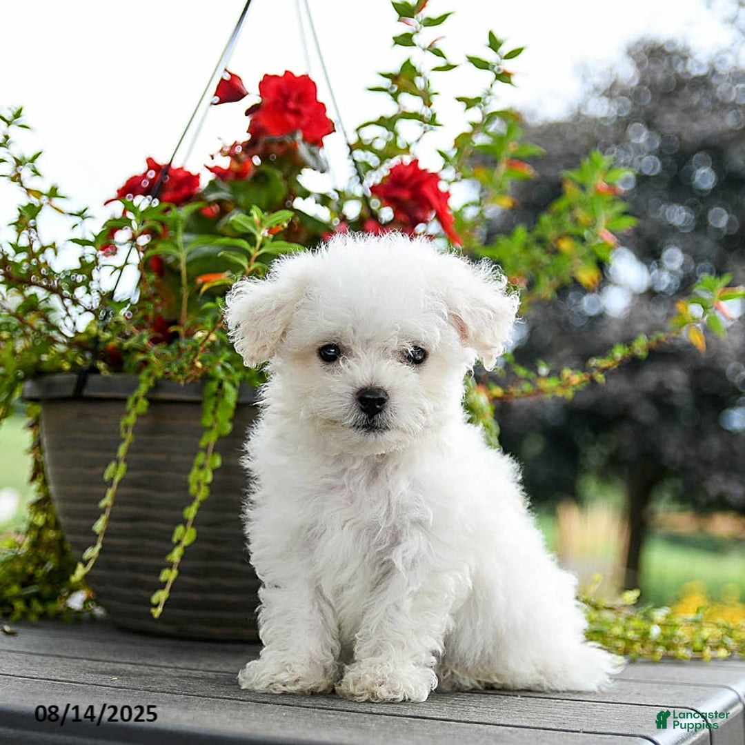 Bichon Frise dogs for sale: Pepper - Image 3