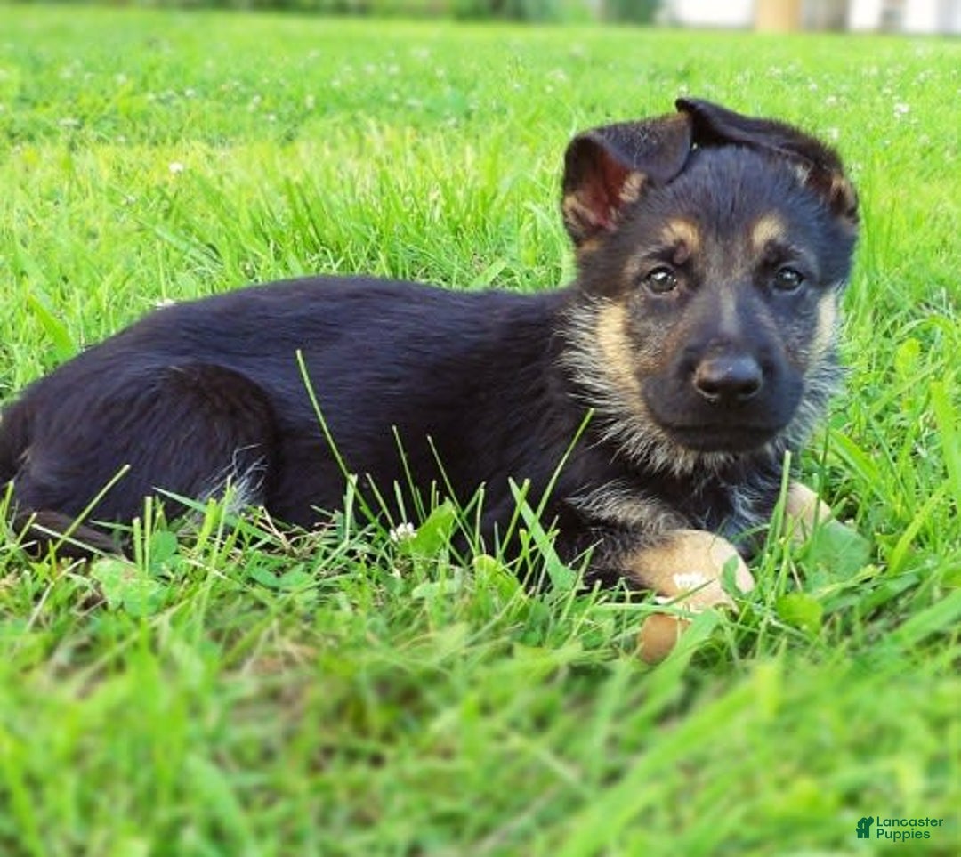 German Shepherd dogs for sale: Amarillo - Image 5