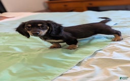 Miniature Dachshund dogs for sale: Romeo - Image 4
