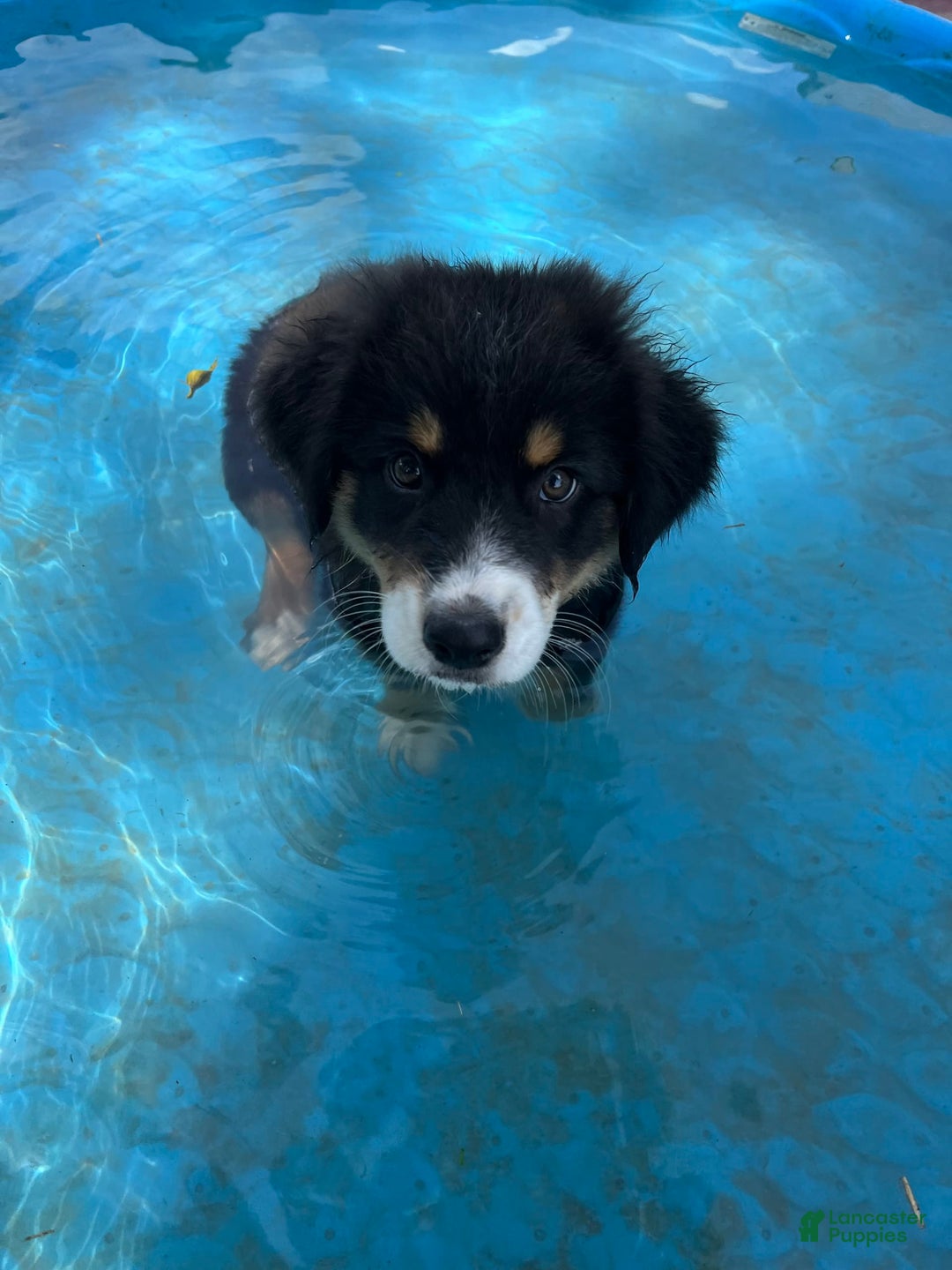 Australian Shepherd dogs for sale: Colin - Image 4
