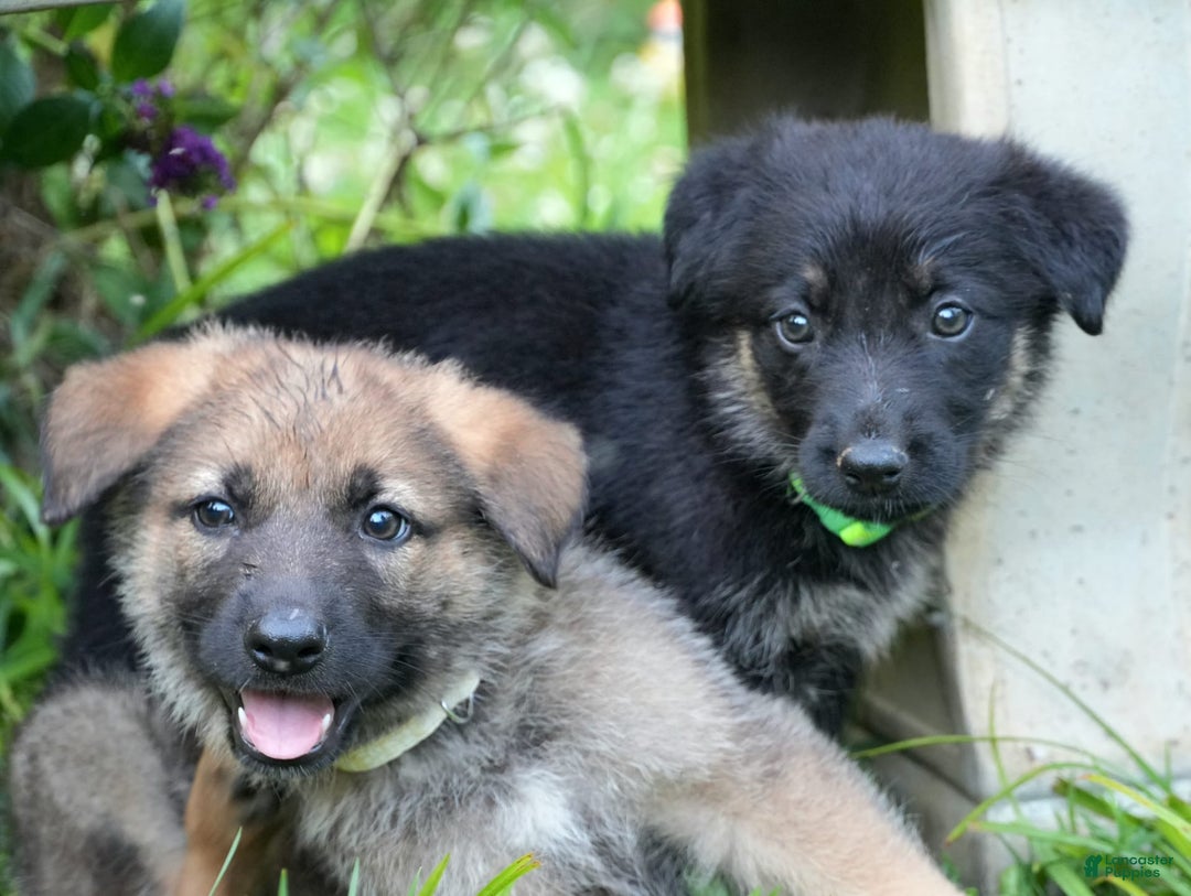 German Shepherd dogs for sale: Tan Collar - Image 2