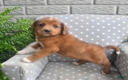 Shiba Inu dogs for sale: Elvis - Image 2