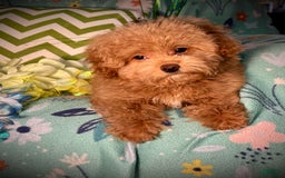 Maltipoo dogs for sale: Hanky - Image 2