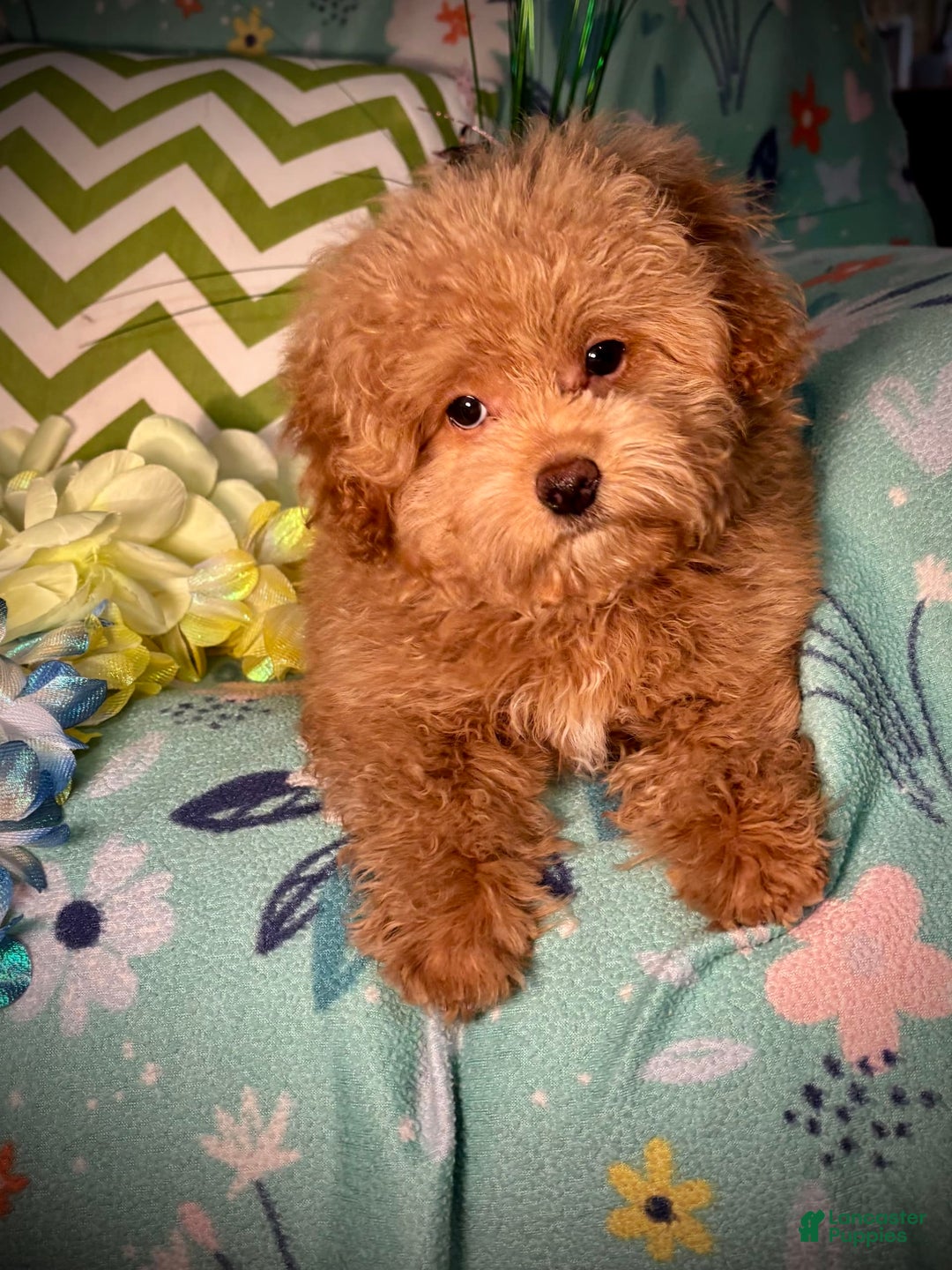 Maltipoo dogs for sale: Hanky - Image 2