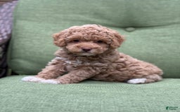 Miniature Poodle dogs for sale: Rapunzel - Image 8