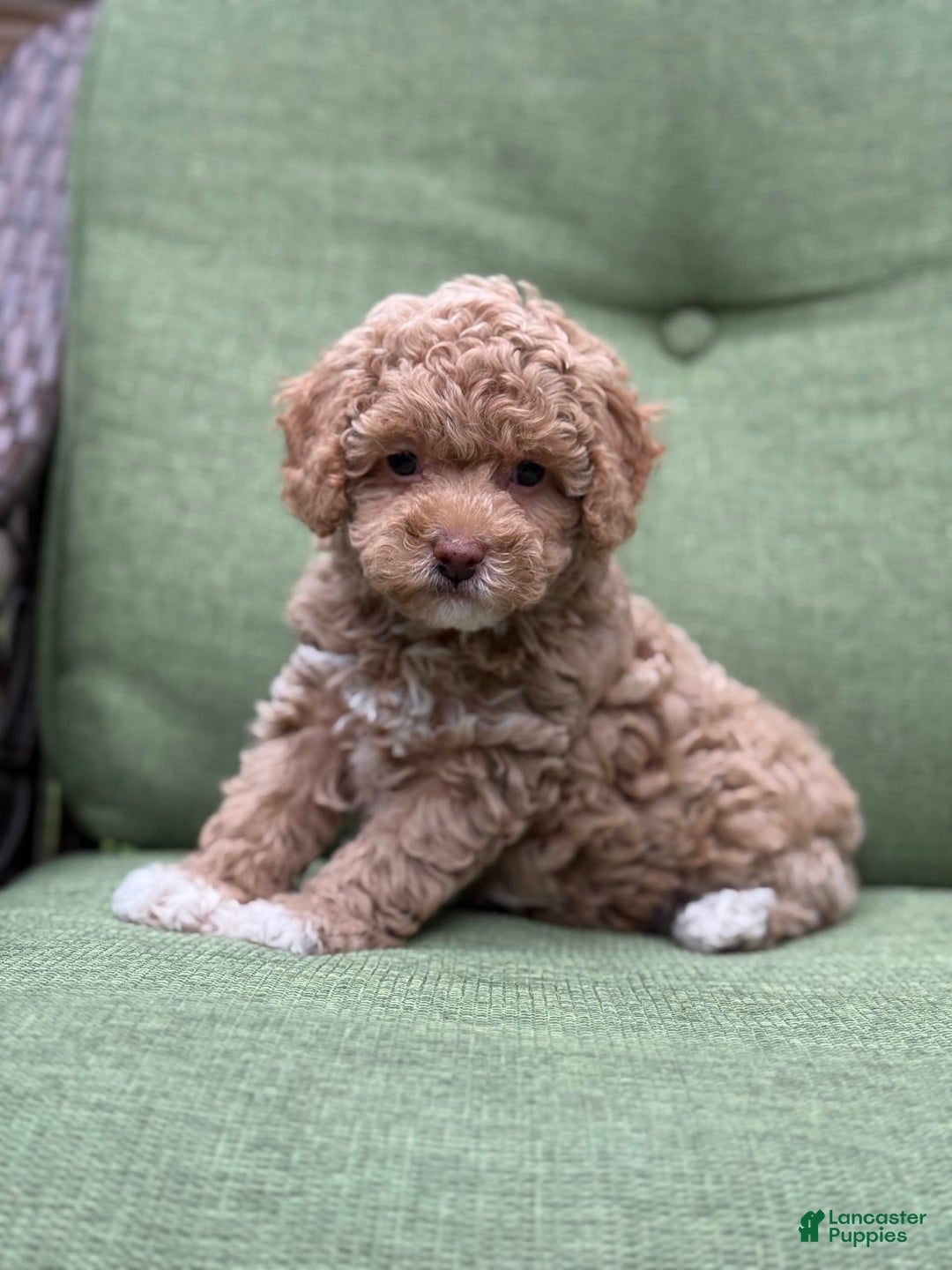 Miniature Poodle dogs for sale: Rapunzel - Image 8