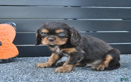 Cavalier King Charles Spaniel dogs for sale: Wiskey - Image 1