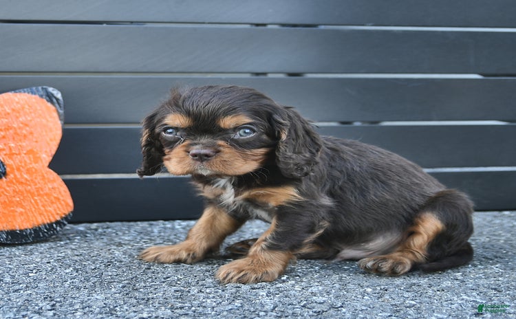 Cavalier King Charles Spaniel dogs for sale - Ad 1