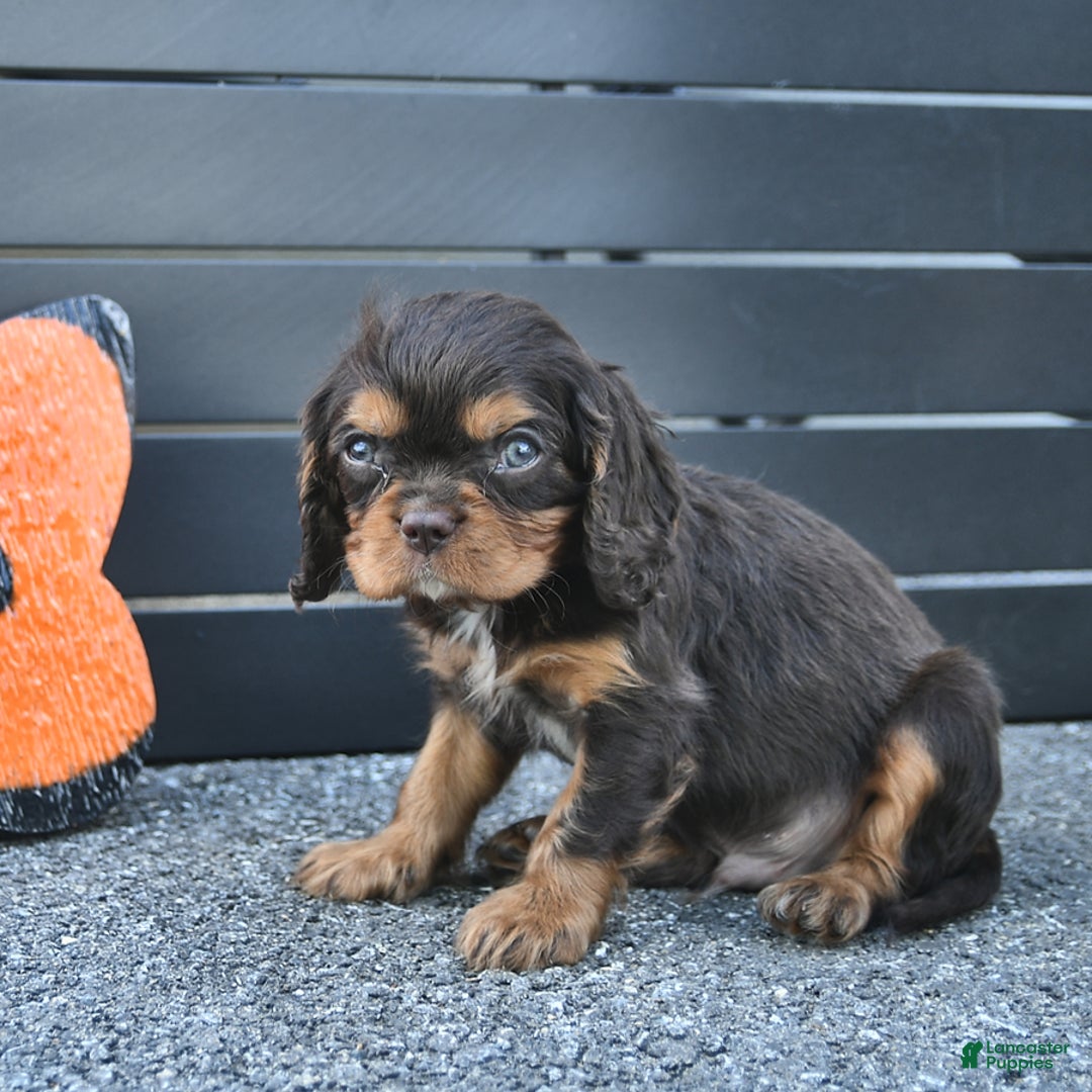 Cavalier King Charles Spaniel dogs for sale: Wiskey - Image 1