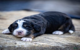 Mini Bernedoodle dogs for sale: Rue - Image 1