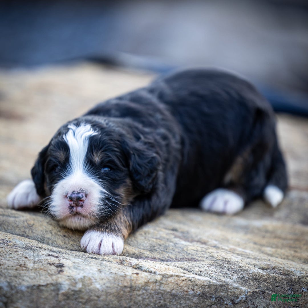 Mini Bernedoodle dogs for sale: Rue - Image 1