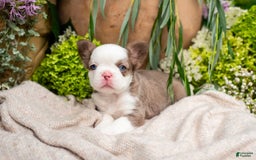 French Bulldog dogs for sale: Diamond - Image 3