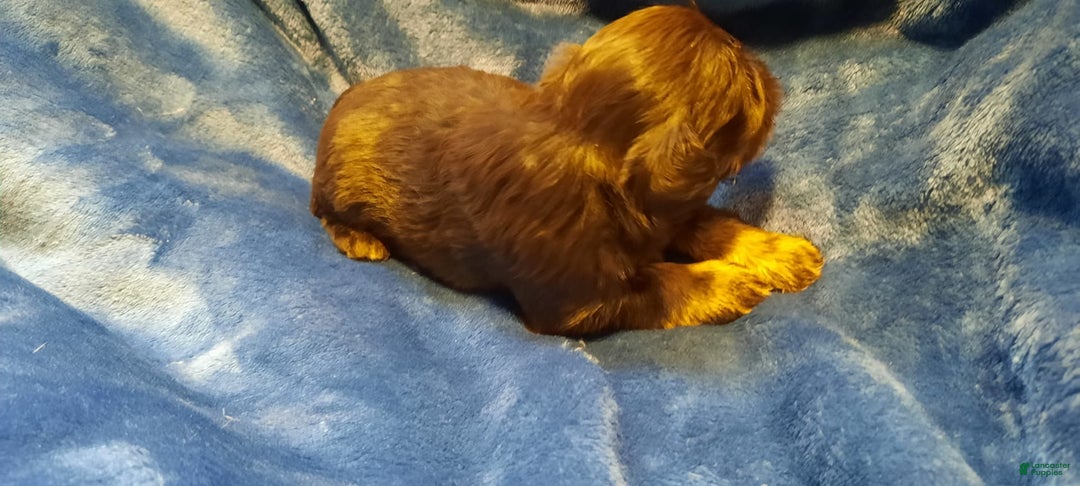 Miniature Schnauzer dogs for sale: Girl1 - Image 5
