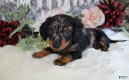 Miniature Dachshund dogs for sale: Gavin - Image 1