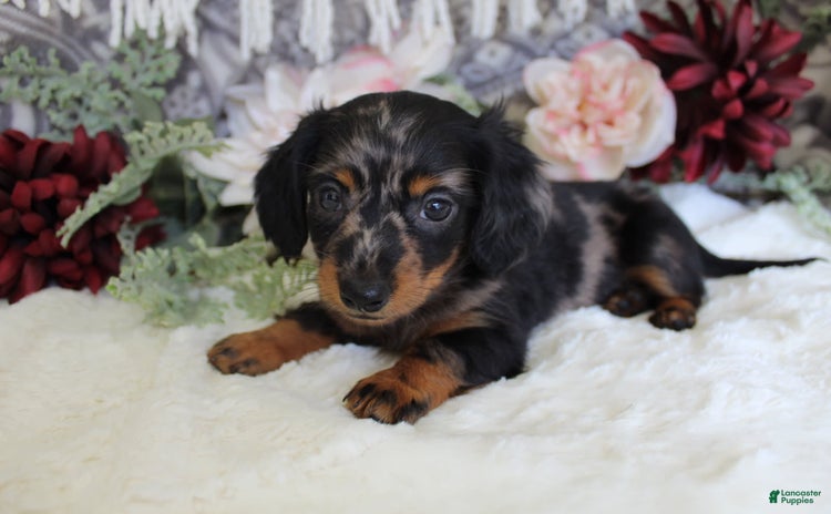 Miniature Dachshund dogs for sale - Ad 2