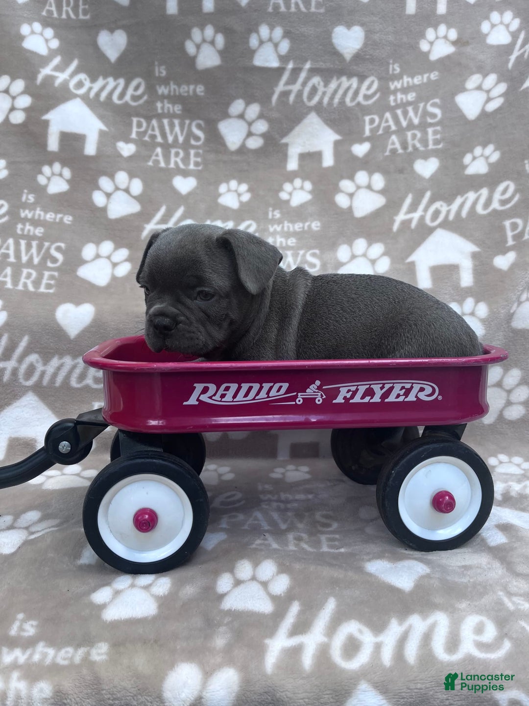 Frenchton dogs for sale: Chief - Image 2