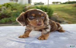 Miniature Dachshund dogs for sale: Forest - Image 5
