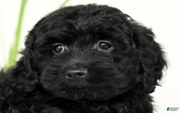 Mini Goldendoodle dogs for sale: Hope - Image 2