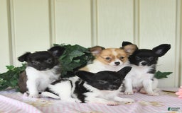 Papillon dogs for sale: Mitch - Image 5