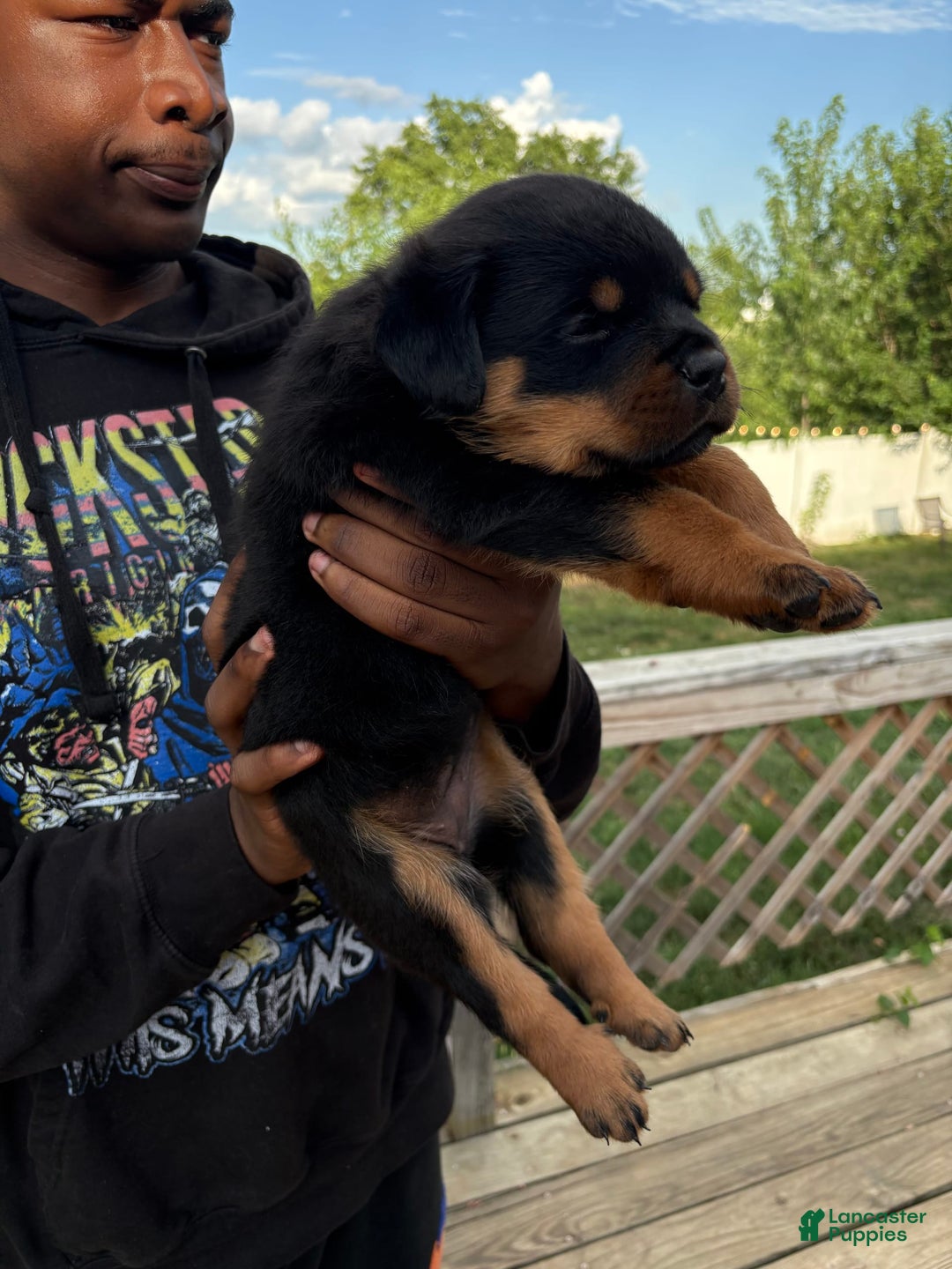 Rottweiler dogs for sale: Pink Female - Image 1