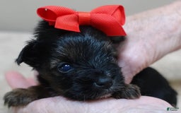 Yorkshire Terrier dogs for sale: Kai - Image 19