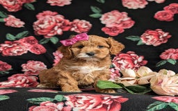 Cockapoo dogs for sale: Elsie - Image 6