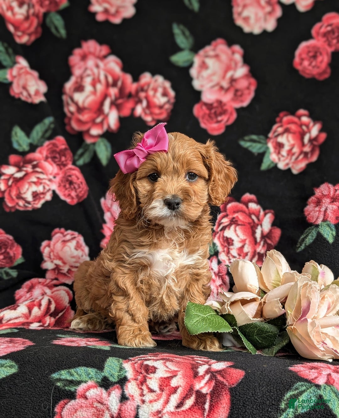 Cockapoo dogs for sale: Elsie - Image 6