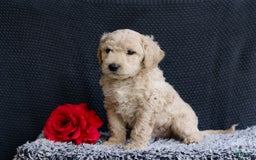 Mini Goldendoodle dogs for sale: Kenton - Image 2