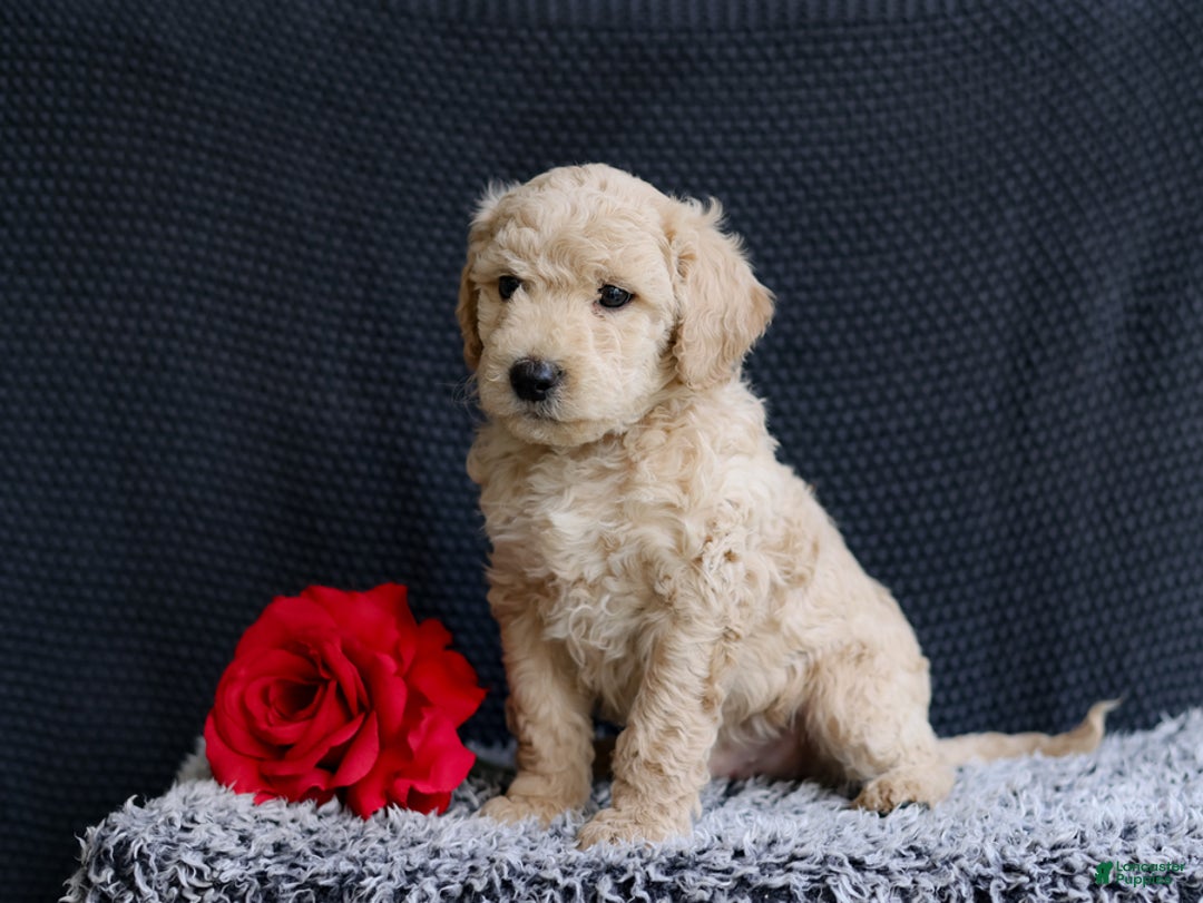 Mini Goldendoodle dogs for sale: Kenton - Image 2