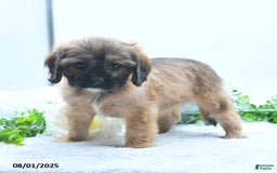 Shih Tzu dogs for sale: Nora - Image 5