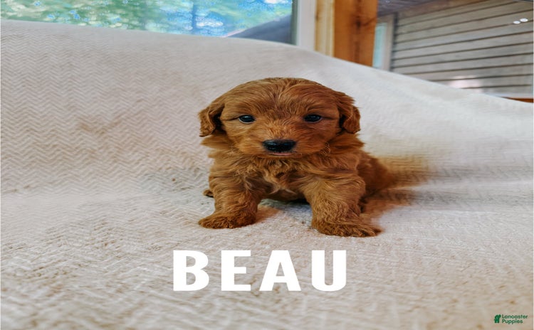 Mini Goldendoodle dogs for sale - Ad 1