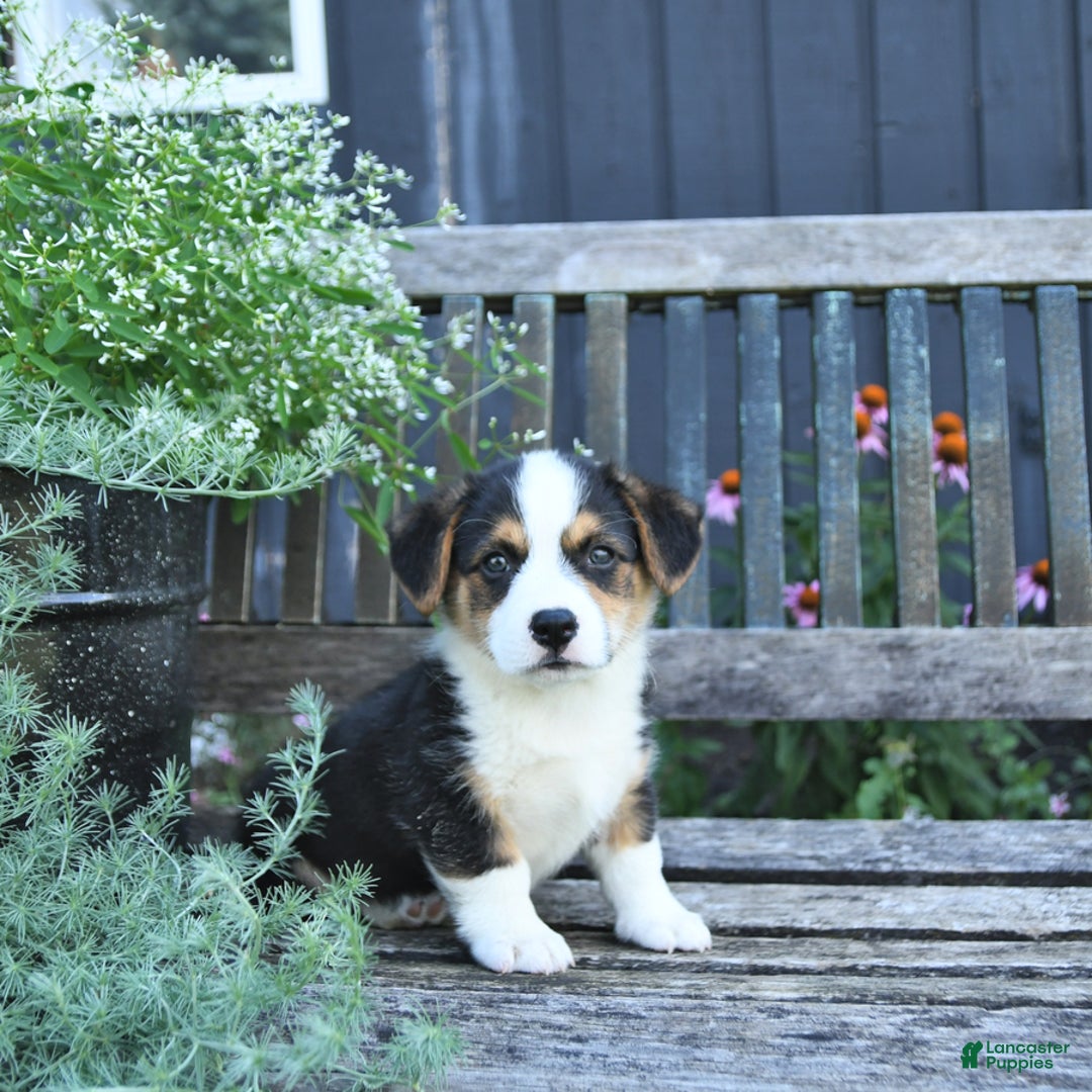 Welsh Corgi Pembroke dogs for sale: Hunter - Image 3