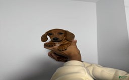 Miniature Dachshund dogs for sale: Slinky - Image 5