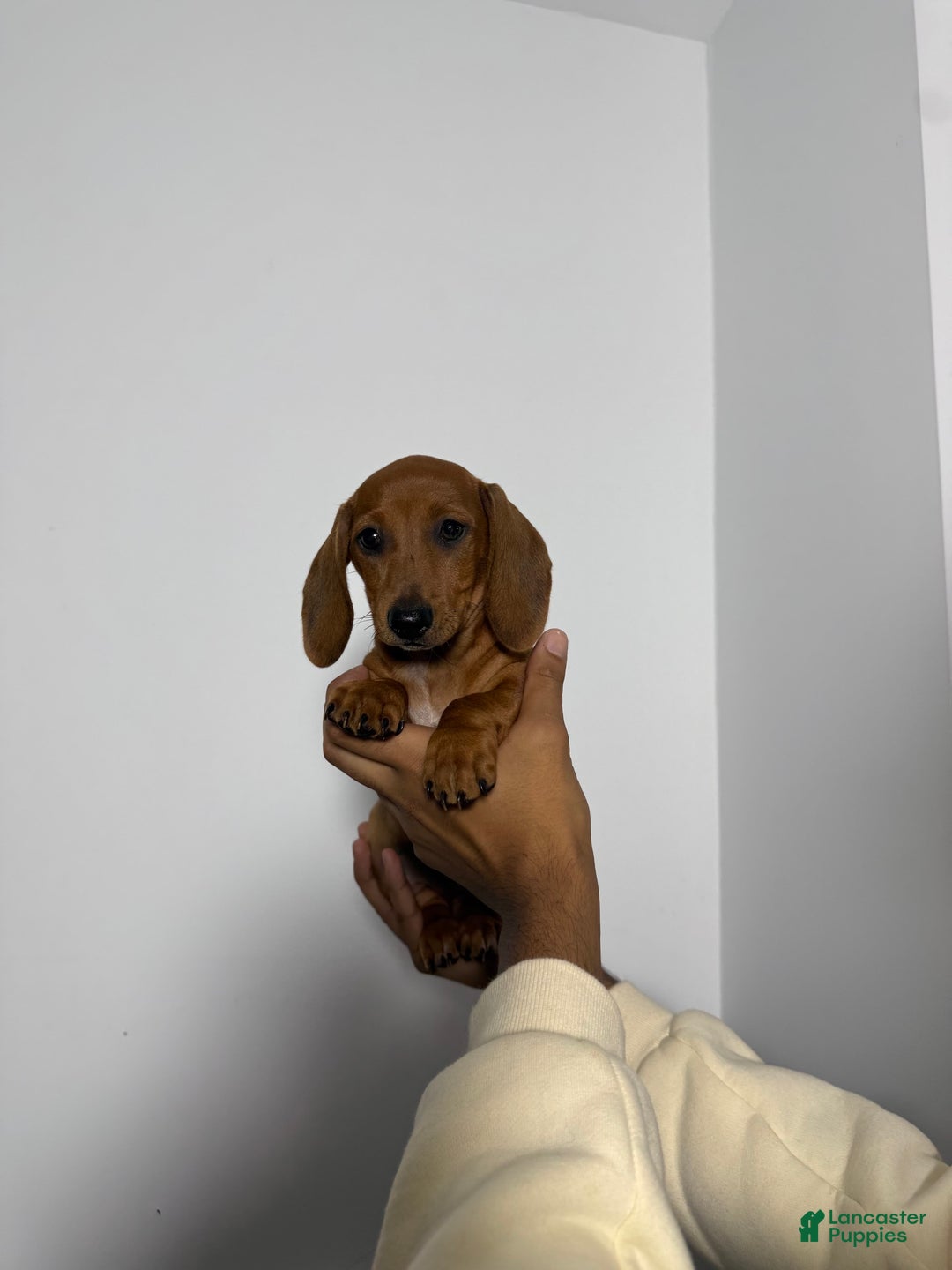 Miniature Dachshund dogs for sale: Slinky - Image 5