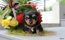 Yorkshire Terrier dogs for sale: Randy - Image 3