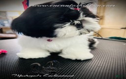Shih Tzu dogs for sale: Sugar - Image 2