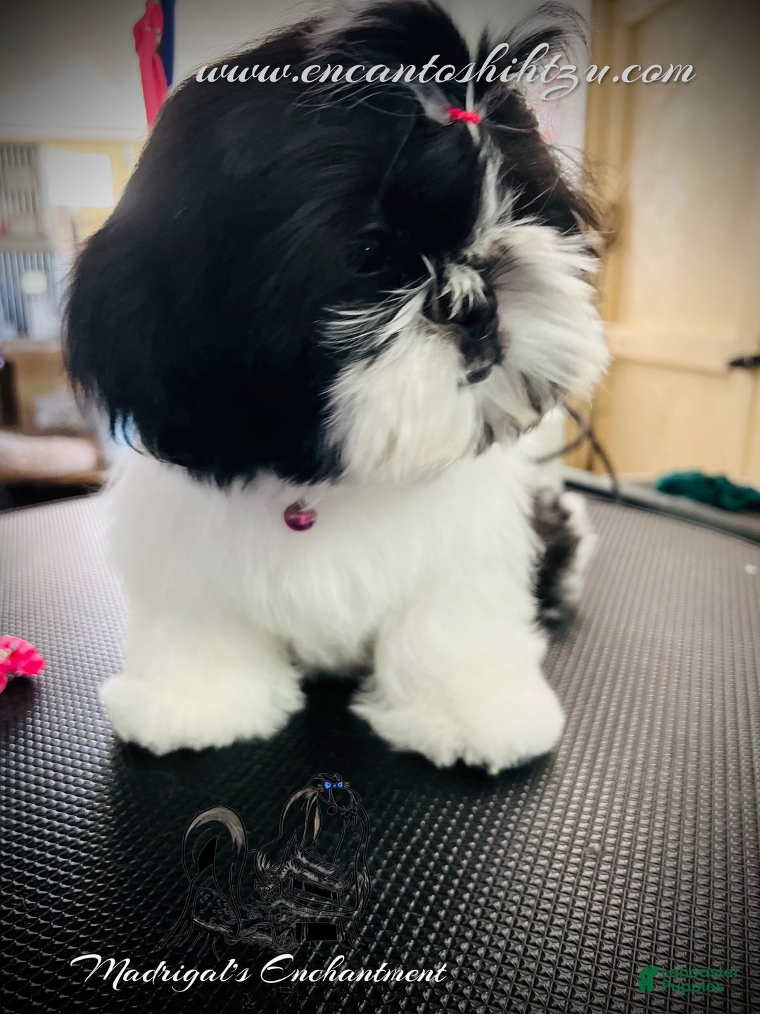 Shih Tzu dogs for sale: Sugar - Image 2