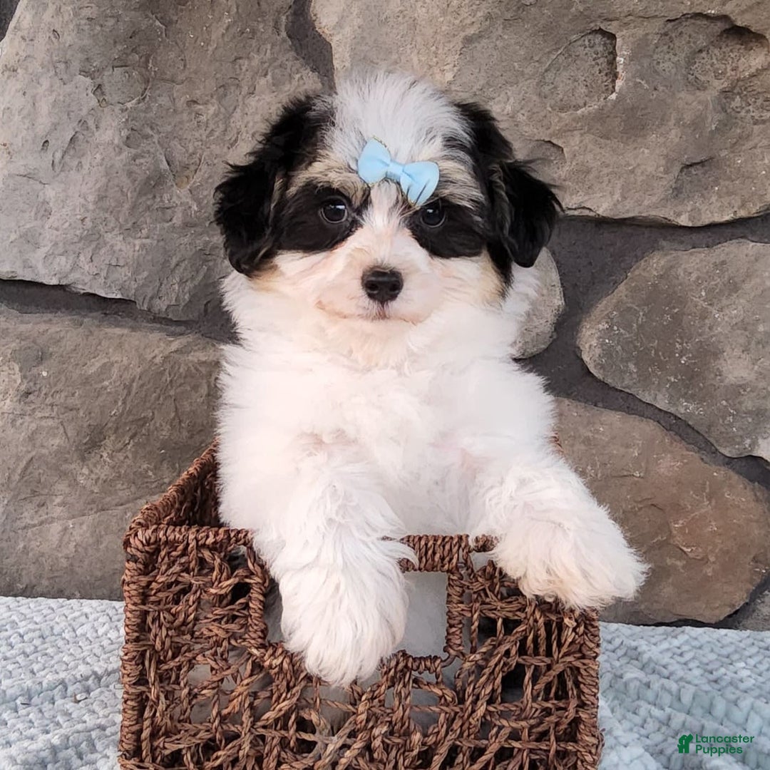 Havanese dogs for sale: Danny - Image 11