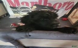 Labradoodle dogs for sale: Pistol - Image 2
