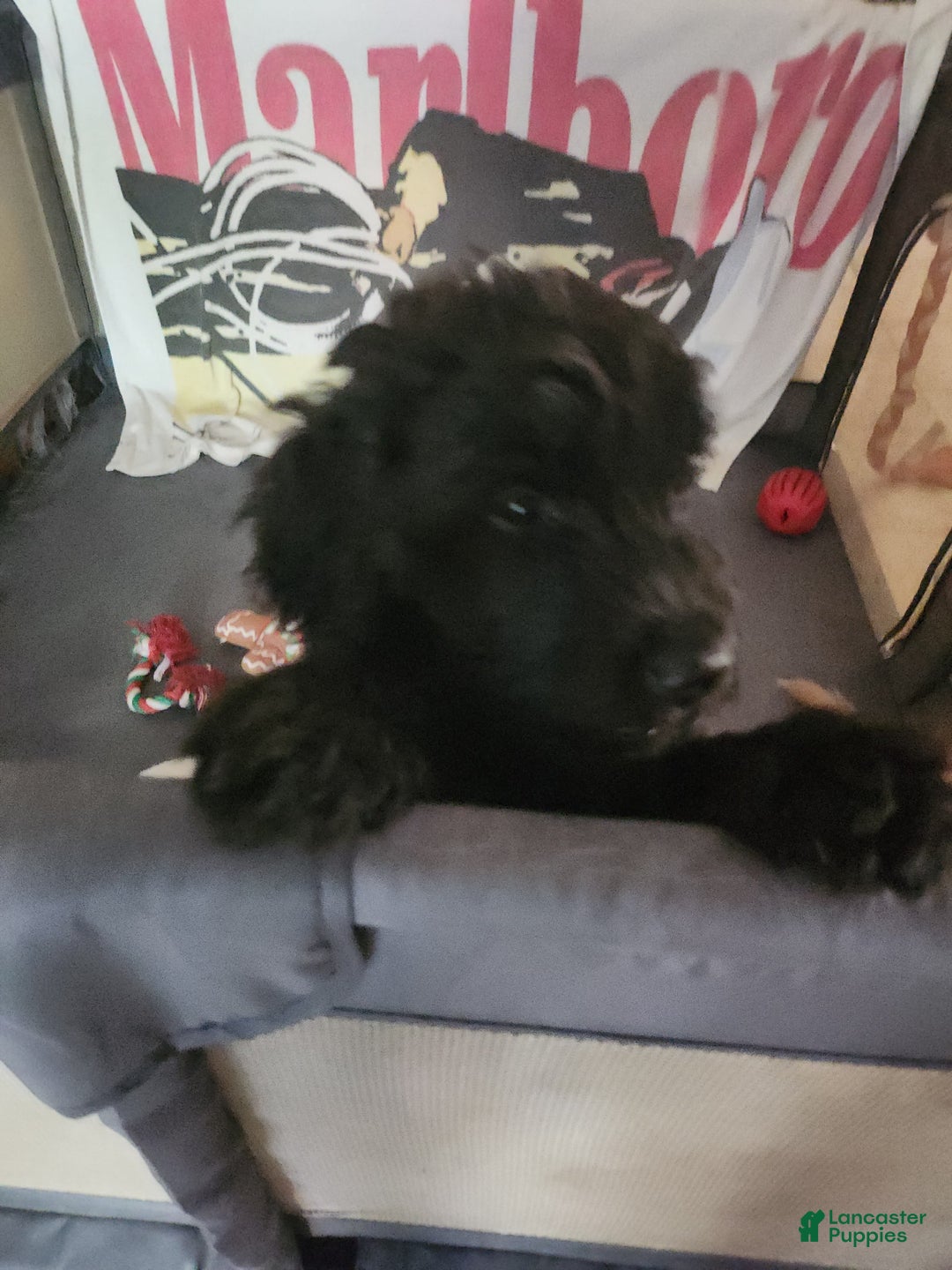 Labradoodle dogs for sale: Pistol - Image 2