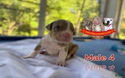 American Bully dogs for sale: American Bully Tri Xl - Image 6
