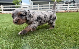 Bernedoodle dogs for sale: 12 - Image 4